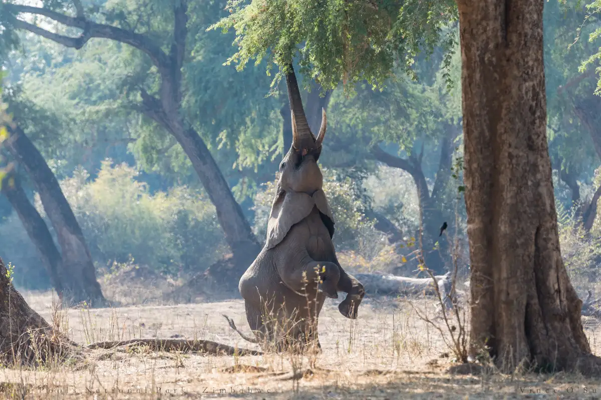 7 days - Fabulous Lower Zambezi and ManaPools National Parks wildlife-focused safari